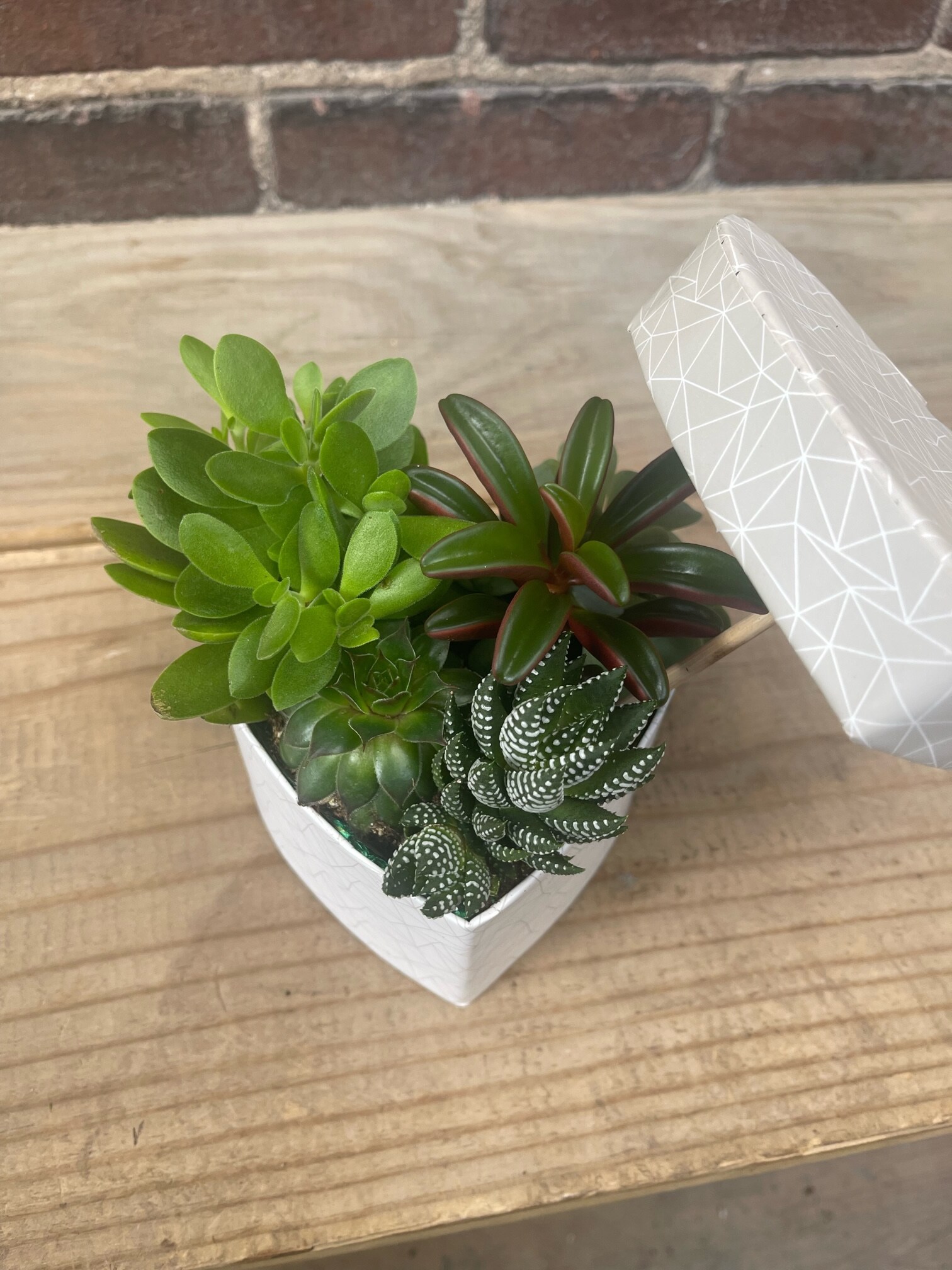 Heart Succulent Box